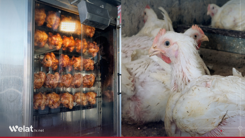 Kobani… Rising Chicken Prices Exacerbate Pressure on Residents and Paralyze Restaurants and Shops' Activity
