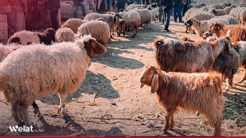 الحسكة.. تراجع حاد في الثروة الحيوانية وسط غياب الدعم