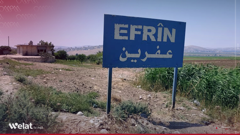 Berhemên zeytûnan li Efrînê tên dizîn 
