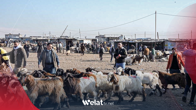 هەولێر.. خواستێکی زۆر لەسەر ماڵاتی سووری لە بازاڕی ئاژەڵاندا هەیە