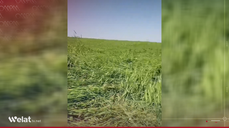 Barana zêde ziyan gihande çandiniyê li Amûdê